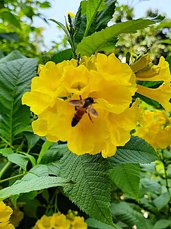 Planta de Tecoma stans em jardim