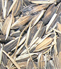 Arroz africano em sua casca externa