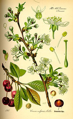 Detalhe da flor de cereja ácida