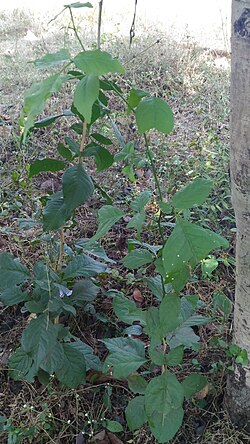 Planta jovem de Bael