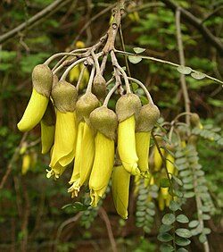 Flor de Kōwhai