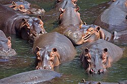 Fauna selvagem em habitat natural