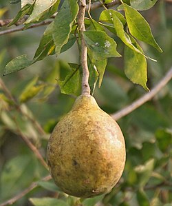Fruto maduro de Bael na Índia