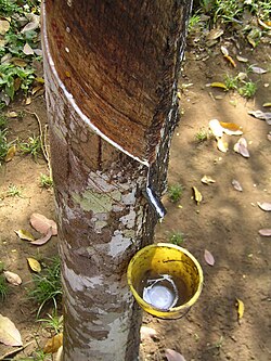 Representação da extração de látex na Amazônia