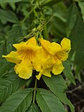 Detalhe das flores amarelas da Tecoma stans