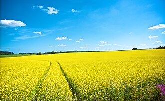 Campo agrícola com vegetação rasteira