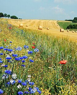 Campo de verão com vegetação densa