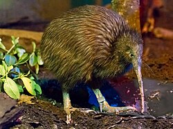 Kiwi da Ilha do Norte