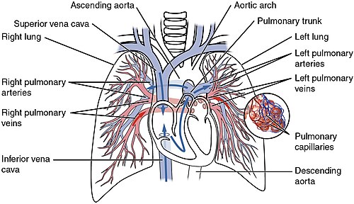 Esquema da circulação pulmonar