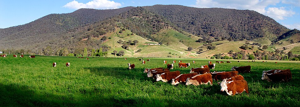 Gado Hereford em campo verde