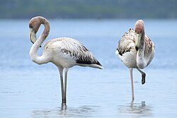Close de um flamingo-do-caribe