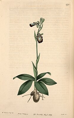 Espécime de orquídea rara