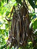 Fruto da Tecoma stans