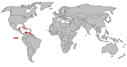 Ilustração de flamingo
