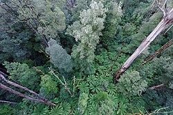 Vista de floresta temperada com árvores altas