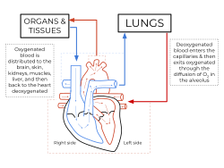 Anatomia interna do coração humano