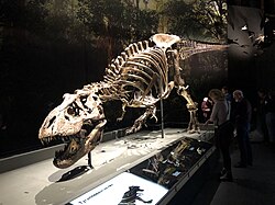 Exemplares da coleção do Naturalis