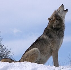 Lobo uivando